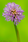 fotografie/closeup/Italy_Neotinea_tridentata_t.jpg