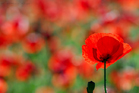 fotografie/closeup/Italy_Poppies_t.jpg