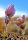 fotografie/closeup/Italy_Pulsatilla_vernalis_t.jpg