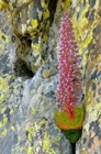 fotografie/closeup/Italy_Saxifraga_florulenta_Moretti_t.jpg
