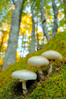 fotografie/closeup/Italy_Underbrush_t.jpg