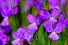 fotografie/closeup/Italy_Viola_calcarata_t.jpg