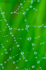 fotografie/closeup/Italy_Wet_spider_web_t.jpg