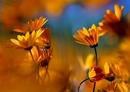 fotografie/closeup/SouthAfrica_Spring_time_t.jpg