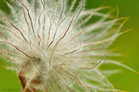 fotografie/closeup/Switzerland_Pulsatilla_vernalis_t.jpg