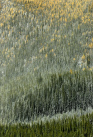 fotografie/creative/Canada_forest_palette_t.jpg