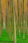 fotografie/creative/Italy_Exploding_woods_t.jpg