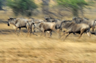 fotografie/creative/Tanzania_Devils_riding_t.jpg