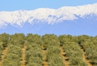 fotografie/landscapes/Greece_Olive_tree_grove_t.jpg