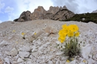fotografie/landscapes/Italy_Alpine_poppies_t.jpg