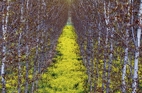 fotografie/landscapes/Italy_Autumn_poplars_t.jpg