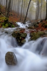 fotografie/landscapes/Italy_Autumn_woods_t.jpg