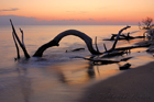 fotografie/landscapes/Italy_Dead_trees_on_the_shore_t.jpg