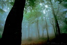 fotografie/landscapes/Italy_Misty_woods_t.jpg