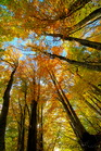 fotografie/landscapes/Italy_fall_colors_t.jpg