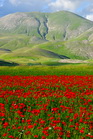 fotografie/landscapes/Italy_landscape_t.jpg