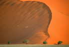 fotografie/landscapes/Namibia_4_trees_t.jpg
