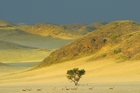 fotografie/landscapes/Namibia_Namib_Naukluft_Park_t.jpg
