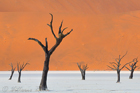 fotografie/landscapes/Namibia_No_springtime_forever_t.jpg