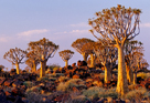 fotografie/landscapes/Namibia_Quiver_trees_t.jpg
