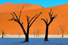 fotografie/landscapes/Namibia_desert_trees_t.jpg