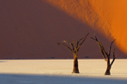 fotografie/landscapes/Namibia_obstinate_trees_t.jpg