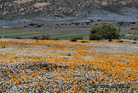 fotografie/landscapes/SouthAfrica_Spring_flowering_t.jpg