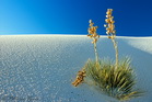 fotografie/landscapes/USA_Desert_Yucca_t.jpg