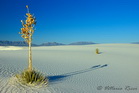 fotografie/landscapes/USA_Desert_Yuccas_t.jpg