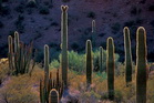 fotografie/landscapes/USA_Saguaro_Cactus_t.jpg