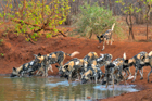 fotografie/mammals/Botswana_Crowdy_pool_t.jpg