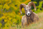 fotografie/mammals/Canada_Bighorn1_t.jpg