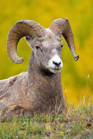 fotografie/mammals/Canada_Bighorn2_t.jpg
