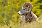 fotografie/mammals/Canada_Bighorn3__t.jpg