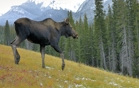 fotografie/mammals/Canada_Moose_t.jpg