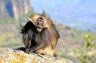 fotografie/mammals/Ethiopia_Gelada_baboon_t.jpg