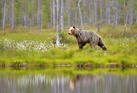 fotografie/mammals/Finland_Brown_bear_t.jpg
