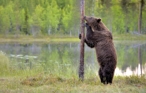 fotografie/mammals/Finland_Watergames_t.jpg