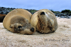 fotografie/mammals/Galapagos_too_tired_t.jpg