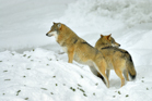 fotografie/mammals/Germany_Beyond_the_path_t.jpg