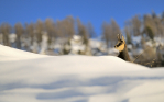 fotografie/mammals/Italy_Alpine_chamois_t.jpg