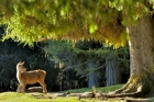 fotografie/mammals/Italy_Under_the_trees_t.jpg