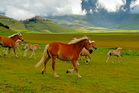 fotografie/mammals/Italy_cantering_t.jpg