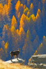 fotografie/mammals/Italy_fall_colors_t.jpg