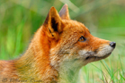 fotografie/mammals/Italy_red_fox2_t.jpg