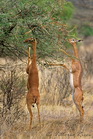 fotografie/mammals/Kenya_Gerenuk_t.jpg