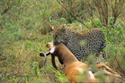 fotografie/mammals/Kenya_Panthera_pardus_t.jpg