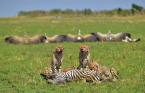 fotografie/mammals/Kenya_Privacy_please_t.jpg
