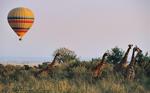 fotografie/mammals/Kenya_you_d_better_look_above_t.jpg