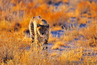 fotografie/mammals/Namibia_Eyes_to_eyes_t.jpg